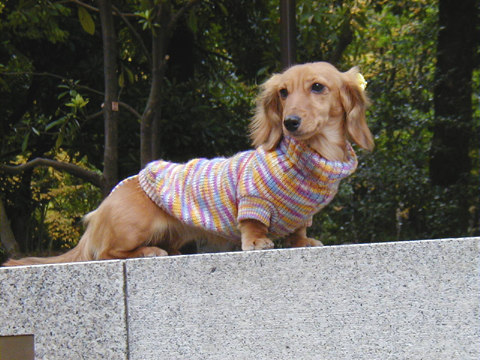 価格 Com 自慢のペット 犬 ダックスフンド ミニチュア らいむちゃんの写真