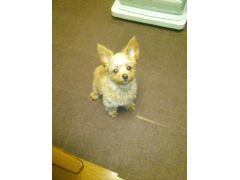 価格 Com 犬 ミックス犬 チワワ トイ プードル うちの子自慢 さくちゃんの写真