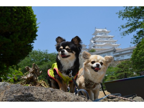 価格 Com 犬 チワワ うちの子自慢 メイちゃん ニケくんの写真