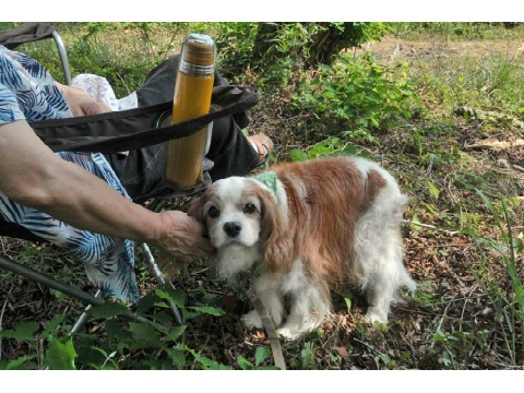 価格 Com 犬 キャバリア キング チャールズ スパニエル うちの子自慢 ロビンくんの写真