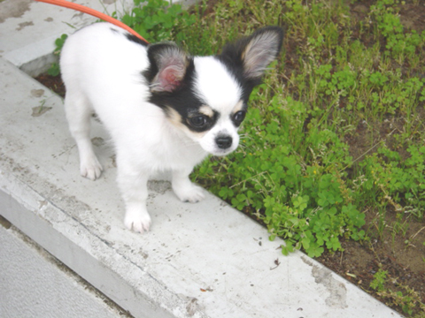 価格 Com 自慢のペット 犬 チワワ シアちゃんの写真