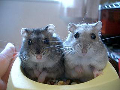 価格 Com 自慢のペット 小動物 ジャンガリアンハムスター いくらちゃん たらこちゃんの写真