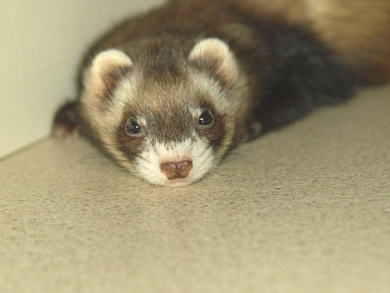 価格 Com 自慢のペット 小動物 フェレット ハナちゃんの写真