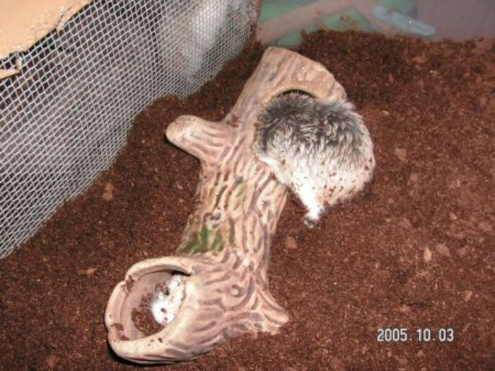 価格 Com 小動物 ロボロフスキーハムスター うちの子自慢 コマドリくん ノビタキちゃんの写真