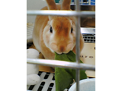 価格 Com 自慢のペット 小動物 ミニレッキス レックスくんの写真