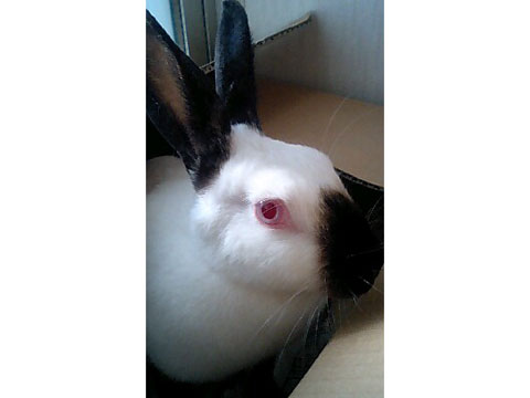 価格 Com 自慢のペット 小動物 ヒマラヤン ウサギ ふ ちゃんの写真