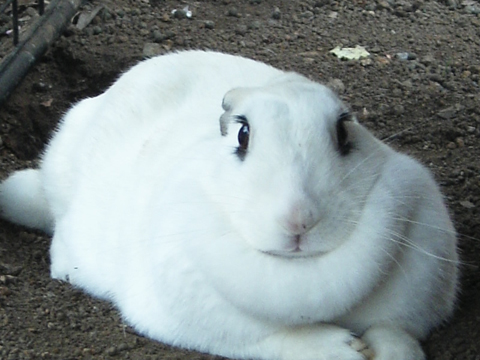 価格 Com 小動物 ミニウサギ うちの子自慢 グミちゃんの写真