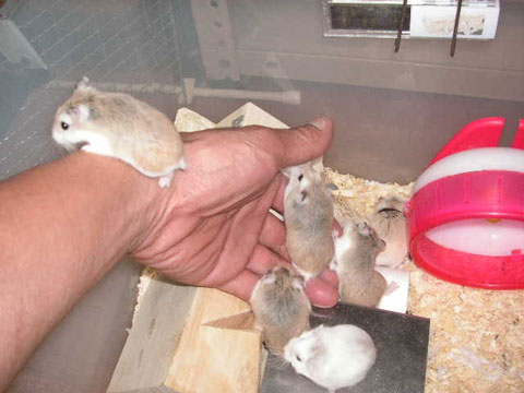 価格 Com 自慢のペット 小動物 ロボロフスキーハムスター ツバメ母さんと子供達の写真
