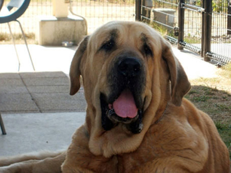 スパニッシュ・マスティフ ペット情報