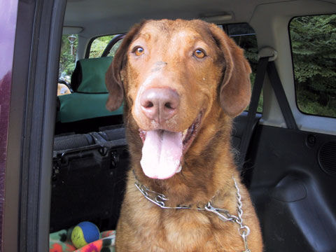 チェサピーク・ベイ・レトリーバー ペット情報