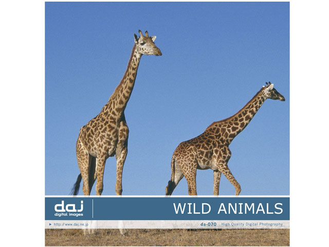 �ʐ^�f�� DAJ digital images 070 WILD ANIMAL [�쐶�̉����E�A�t���J] �̐��i�摜
