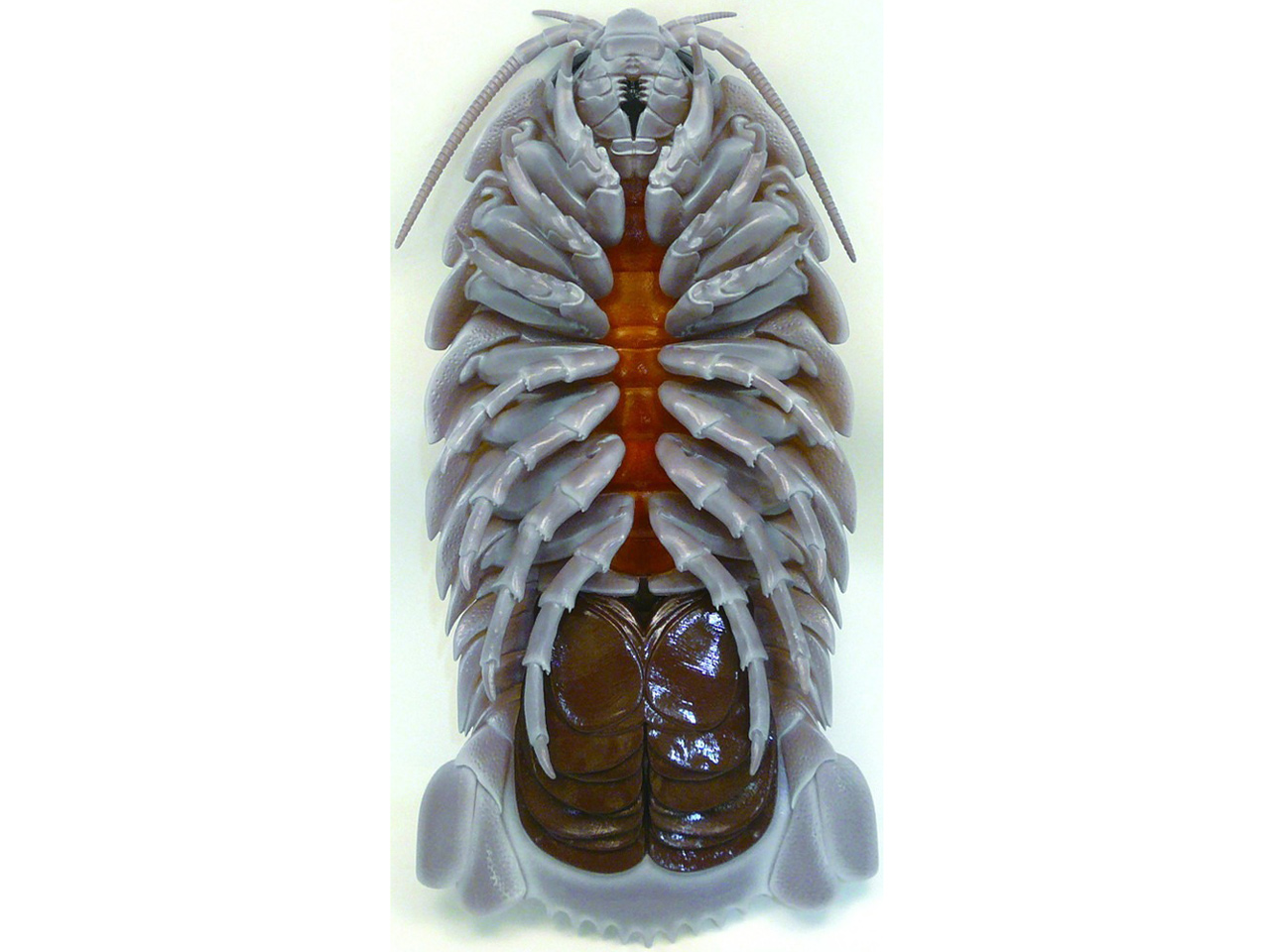 �l�C�`���[�e�N�j�J���[ �_�C�I�E�O�\�N���V