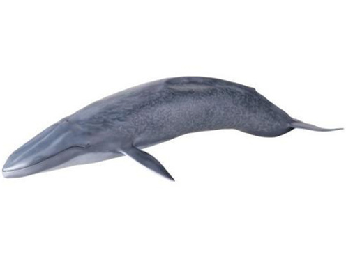 ���K�\�t�r�A�h�o���X MSA-04 �V���i�K�X�N�W��