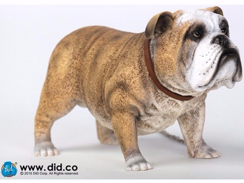 �A�j�}���V���[�Y British Bulldog