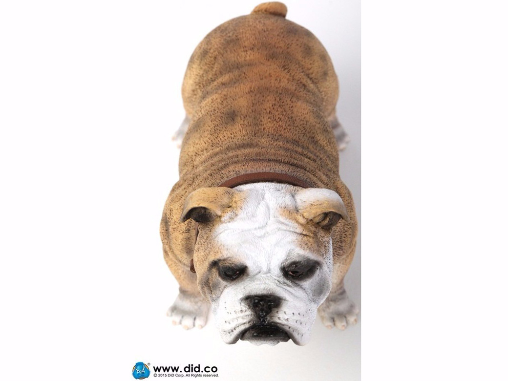 �A�j�}���V���[�Y British Bulldog