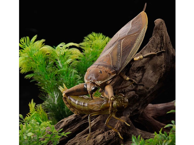 ���{�W�I �^�K�� �̐��i�摜