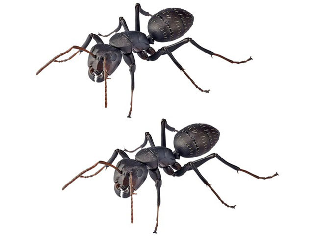 REVO GEO �N���I�I�A�� �̐��i�摜