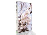 �O�����C���[�W A503 Sakura japan
