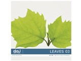 �ʐ^�f�� DAJ digital images 145 LEAVES 03 [�t�S�I 03] ���i�摜