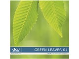 �ʐ^�f�� DAJ digital images 165 GREEN LEAVES 04 [�t���b�V���ȐV�΃C���[�W 04] ���i�摜