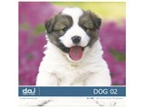 �ʐ^�f�� DAJ digital images 198 DOG 02 [���킢���q�� 02] ���i�摜
