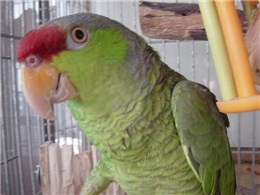 インコ 鳥の通販 価格比較 価格 Com