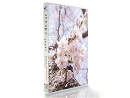 �O�����C���[�W A503 Sakura japan