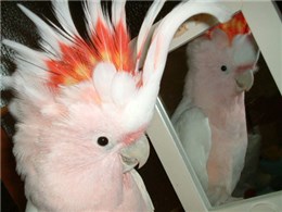 価格 Com クルマサカオウム ペット情報