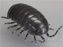 \trgC{bNX012A _SV IJ_SV