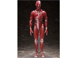 figma l̖͌^