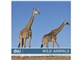 �ʐ^�f�� DAJ digital images 070 WILD ANIMAL [�쐶�̉����E�A�t���J]