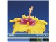 �ʐ^�f�� DAJ digital images 077 TROPICAL [�g���s�J�����C�t]