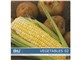 �ʐ^�f�� DAJ digital images 132 VEGETABLES 02 [�t���b�V���x�W�^�u���Y02]