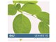 �ʐ^�f�� DAJ digital images 138 LEAVES 02 [�t�S�I 02]