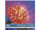 �ʐ^�f�� DAJ digital images 151 TROPICAL FLOWER [�g���s�J�� �t�����[]