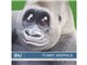 �ʐ^�f�� DAJ digital images 300 FUNNY ANIMALS [�������ȓ����B]