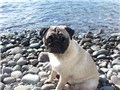 pO