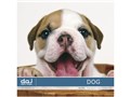 �ʐ^�f�� DAJ digital images 031 DOG [���킢���q��]