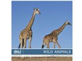 �ʐ^�f�� DAJ digital images 070 WILD ANIMAL [�쐶�̉����E�A�t���J]