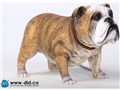 �A�j�}���V���[�Y British Bulldog