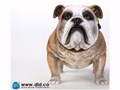 �A�j�}���V���[�Y British Bulldog