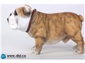 �A�j�}���V���[�Y British Bulldog