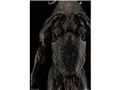 KAIJU REMIX SERIES �E���g���}�� �[�b�g��