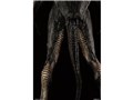 KAIJU REMIX SERIES �E���g���}�� �[�b�g��