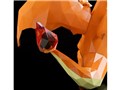 POLYGO �|�P�b�g�����X�^�[ ���U�[�h��