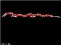 Figure-rise Standard ���ʃ��C�_�[���R