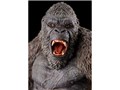 �������V���[�Y KONG From GODZILLA vs KONG 2021