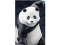 ��p���� ARTFX J 1/8 �p���_