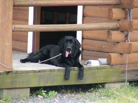 飼いやすい犬ランキング 鳴き声 41位 64位 価格 Com