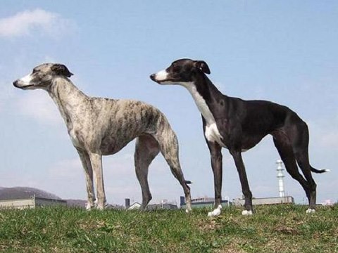 飼いやすい犬ランキング 鳴き声 価格 Com